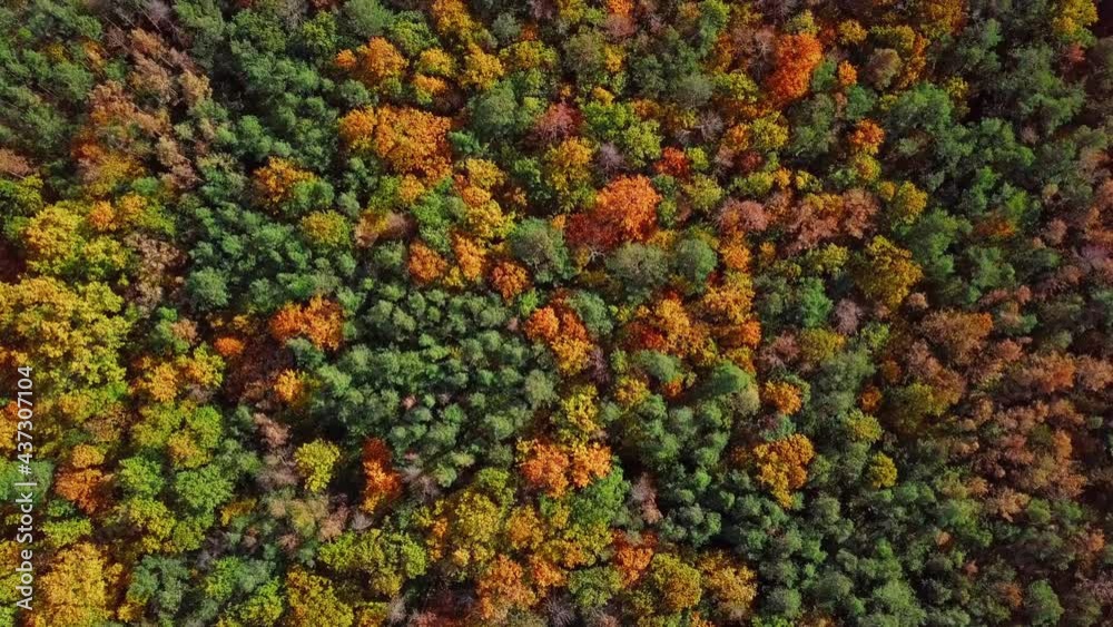 Flight over autumn forest Flight over autumn forest