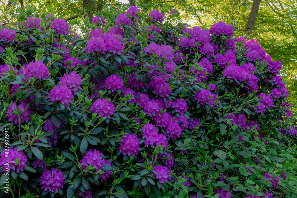 Selective focus purple flower about to blooming with green leaves in the garden, Rhododendron is a very large genus of species of woody plants in the heath family, Nature floral background. Selective focus purple flower about to blooming with green leaves in the garden, Rhododendron is a very large genus of species of woody plants in the heath family, Nature floral background.