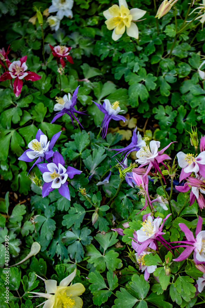 Closeup of Red, Pink, Purple, and Yellow Columbine Flowers Blooming in a Cottage Garden outside of Amsterdam, Netherlands Closeup of Red, Pink, Purple, and Yellow Columbine Flowers Blooming in a Cottage Garden outside of Amsterdam, Netherlands