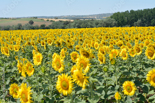 Campo de girasoles en la zona de andalucia españa