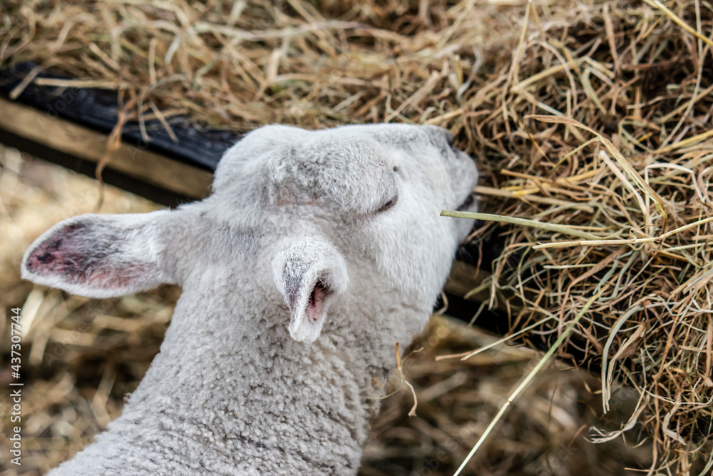 White Freshly Sheared Sheep Eating Hay at a Cheese Making Facility outside of Amsterdam, Netherlands