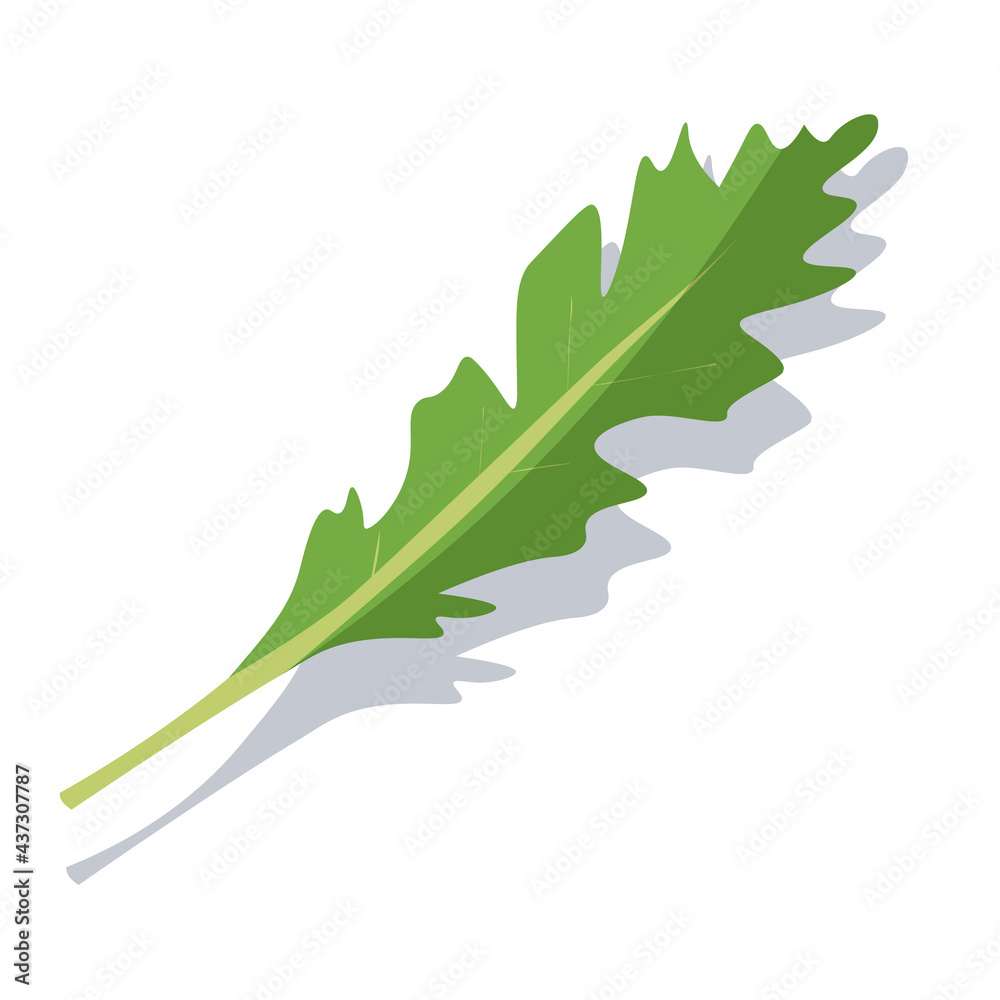 Fototapeta premium One leaf of green arugula. Vector