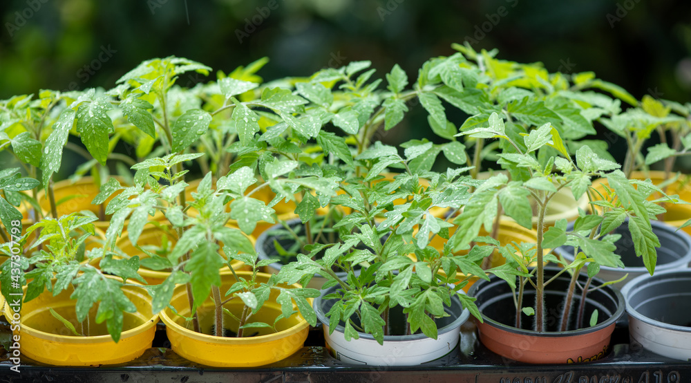 young seedling tomato in colorful pots on a natural green background