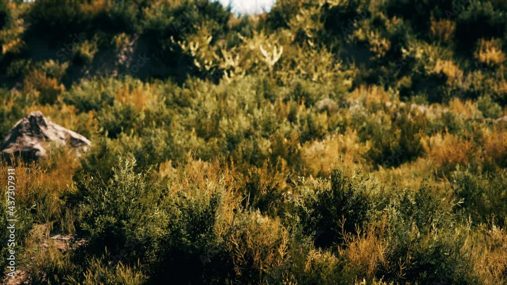 Beach dunes with long grass Beach dunes with long grass