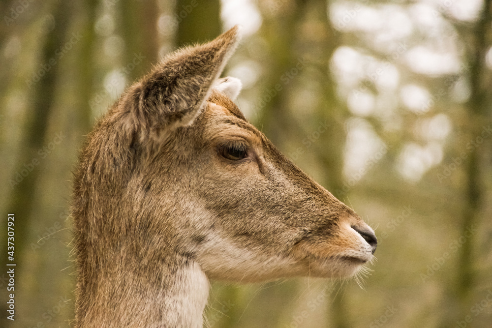 deer head from closer