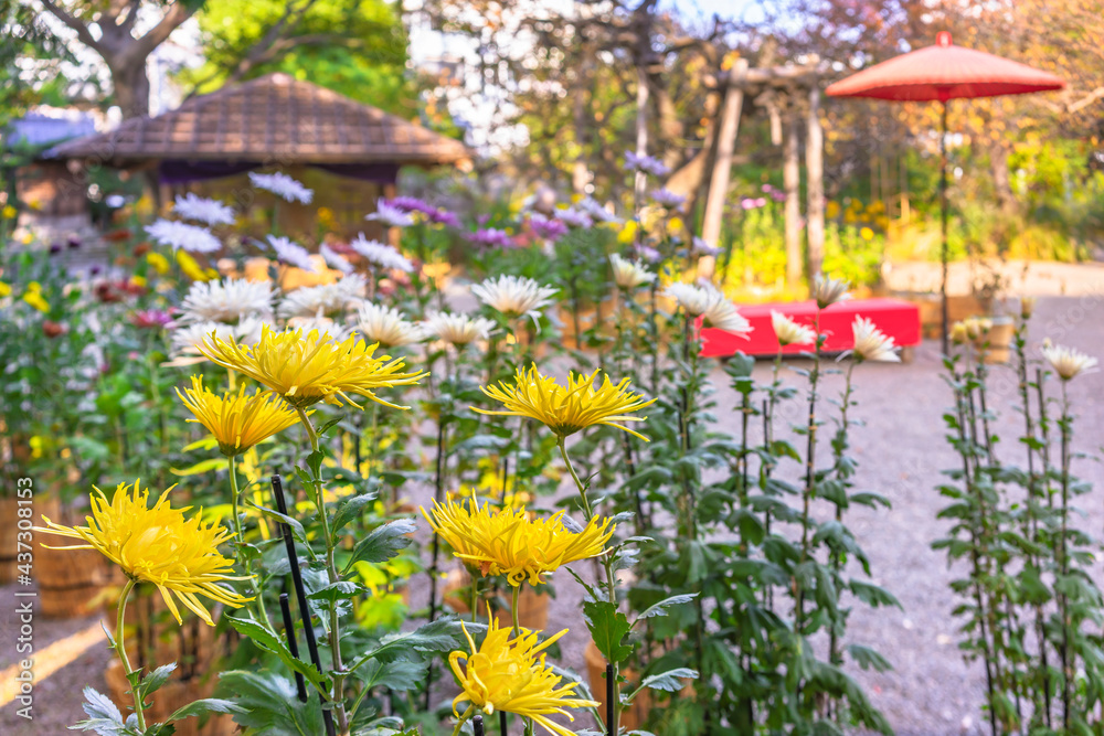 Japanese Chrysanthemum morifolium flowers in the Mukojima-Hyakkaen Gardens of higashi-mukojima with a rest area adorned with a traditional nodategasa paper umbrella. Japanese Chrysanthemum morifolium flowers in the Mukojima-Hyakkaen Gardens of higashi-mukojima with a rest area adorned with a traditional nodategasa paper umbrella.