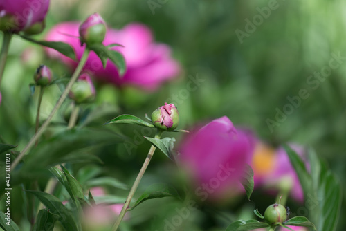 pink peony flowers in spring
