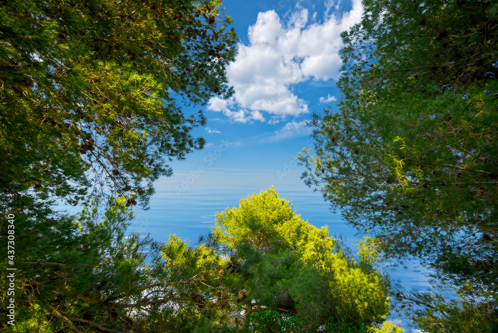 Look through the branches of wild pine in the Mediterranean scrub at the blue summer sky with clouds and sea