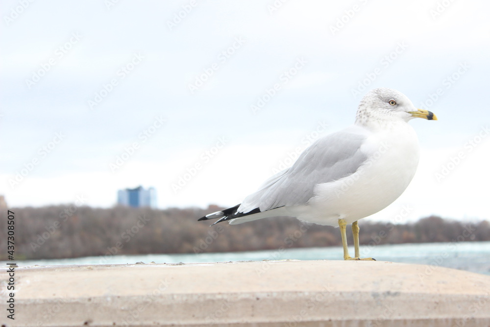 Seagull posing at ice cold Niagara Falls Seagull posing at ice cold Niagara Falls
