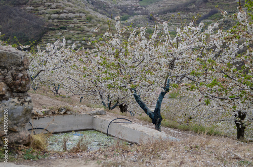 Obraz na płótnie cerezos en flor valle del jerte 2012