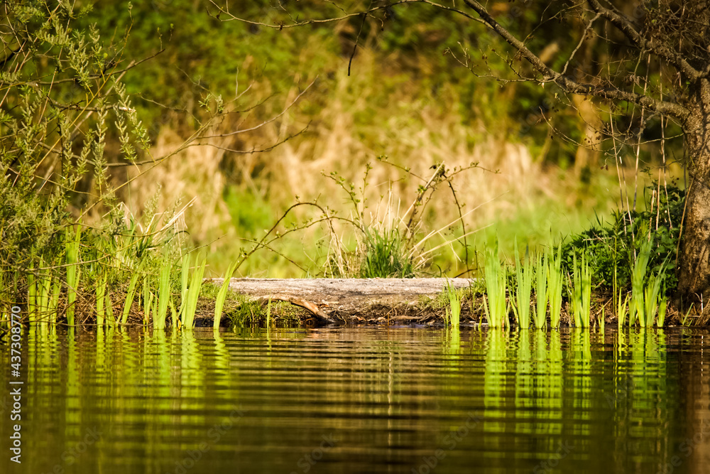Young green reed in the river with sunshine Young green reed in the river with sunshine