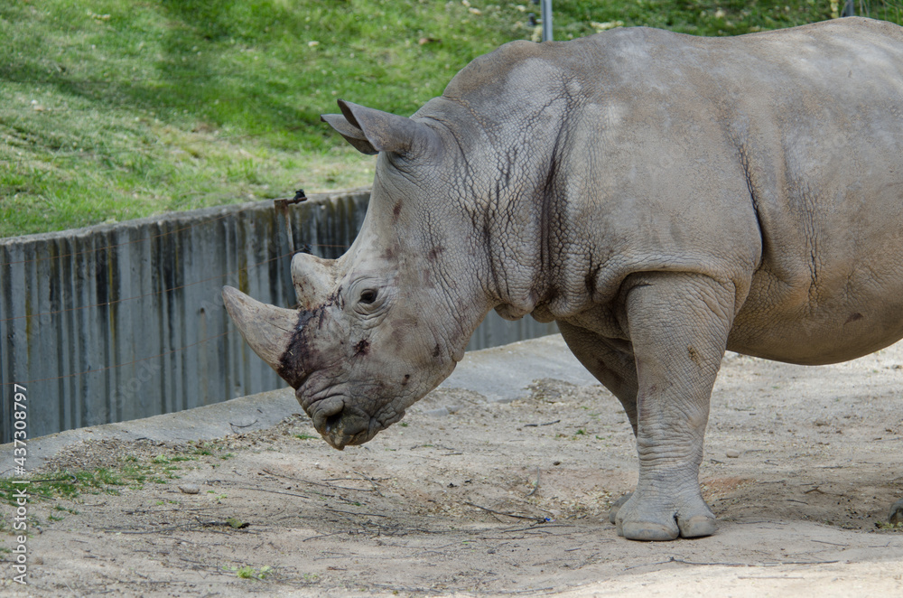Obraz premium rinoceronte y gacela