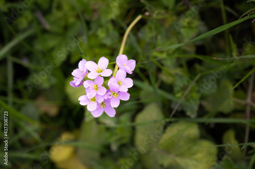 Close up of the pink flowers of the Cardamine pratensis or milkmaids in spring