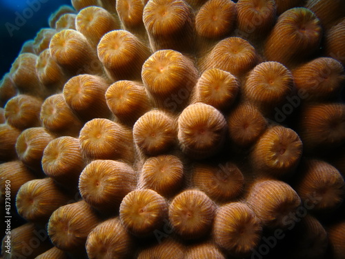 Closeup to coral polyps of a coral colony