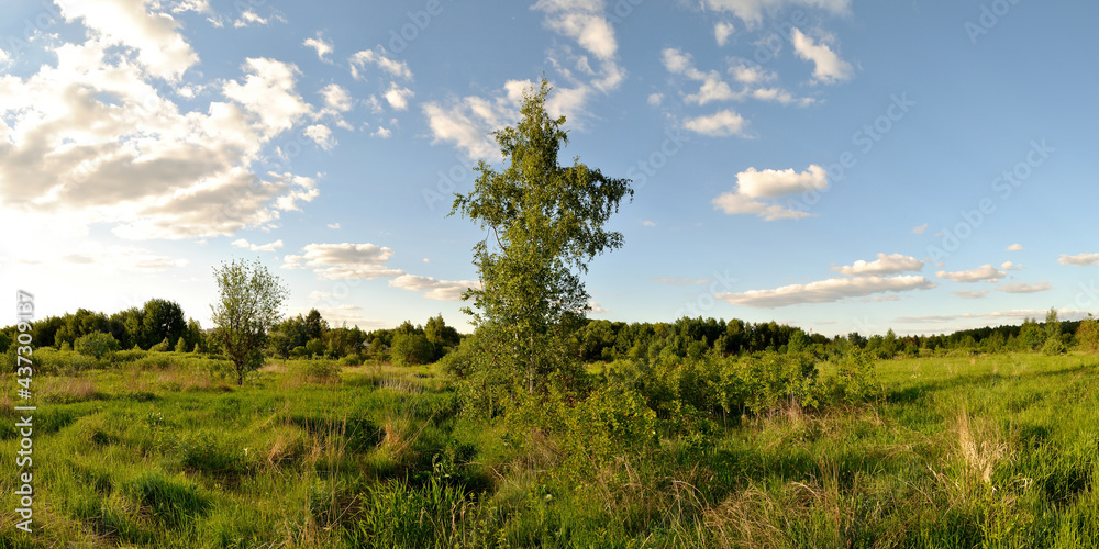 A summer walk through the forest, a beautiful panorama.