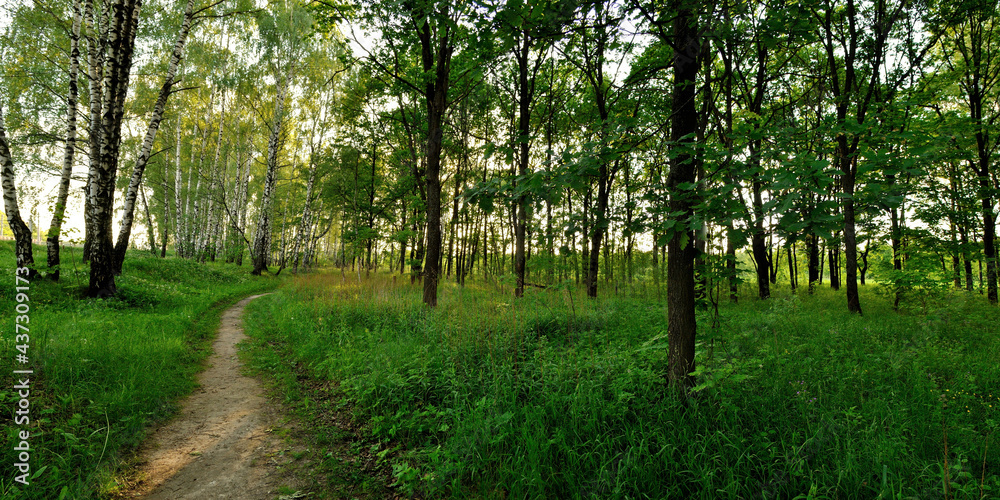 A summer walk through the forest, a beautiful panorama.