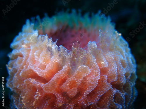 Photography Close-up to a pink and blue iridescent marine sponge