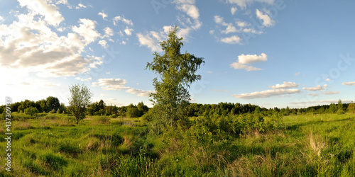 Fototapeta Naklejka Na Ścianę i Meble -  A summer walk through the forest, a beautiful panorama.
