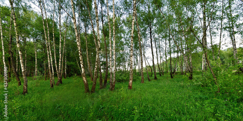 Fototapeta Naklejka Na Ścianę i Meble -  A summer walk through the forest, a beautiful panorama.