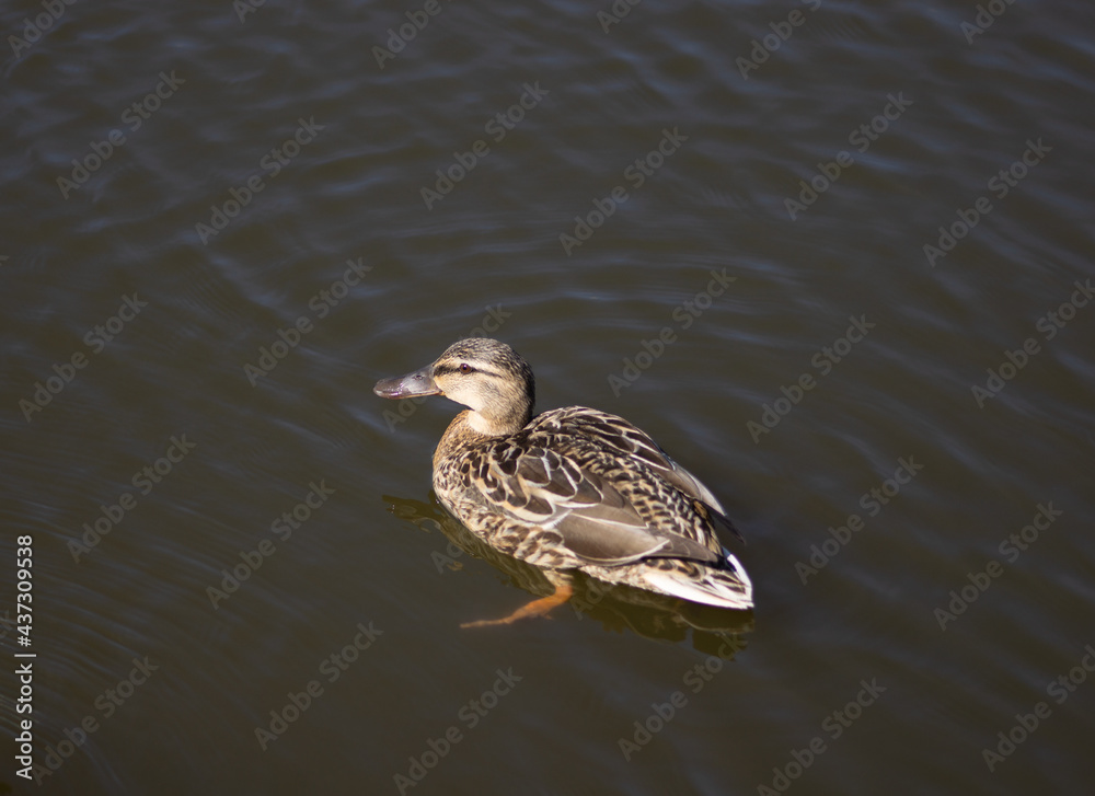 Fototapeta premium Mallard duck in pond water