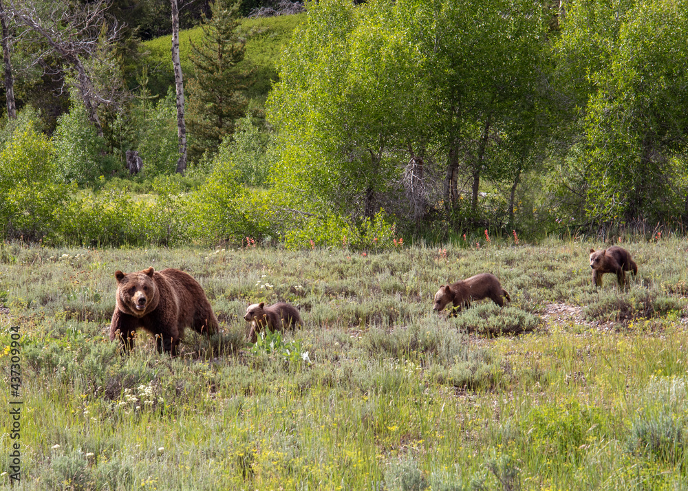 Grizzly 399 and Cubs Grand Teton National Park Grizzly 399 and Cubs Grand Teton National Park