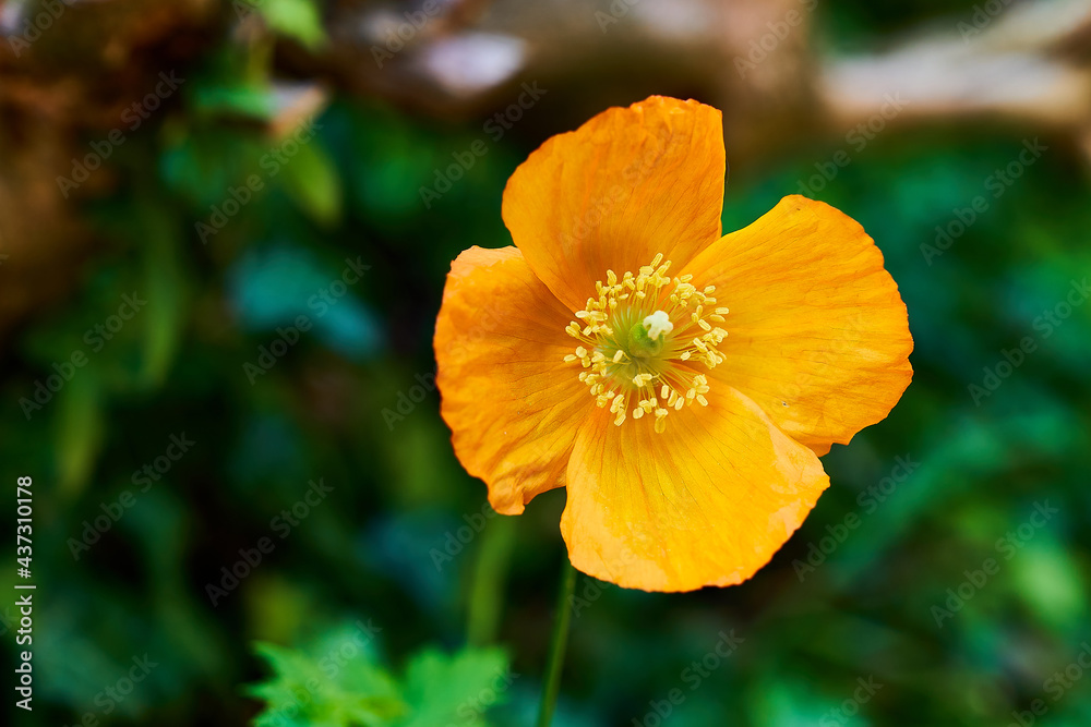 Nice single orange poppy flower Nice single orange poppy flower