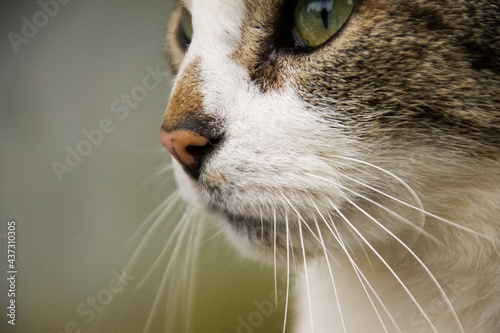 a cat portrait close up 