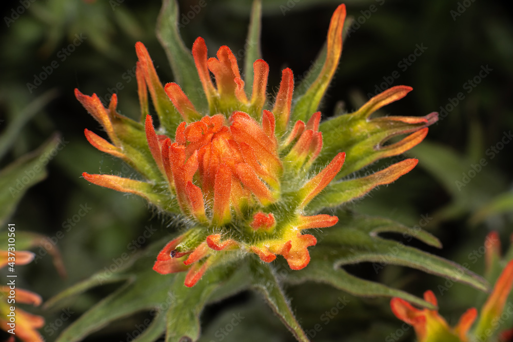 Scarlet Paintbrush Flower (Castilleja coccinea) Scarlet Paintbrush Flower (Castilleja coccinea)