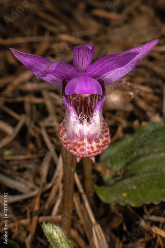 Fairyslipper or Deer's-head Orchid (Calypso bulbosa) photo