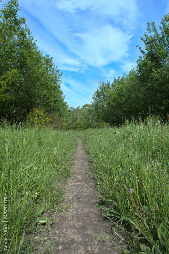 path in the forest surrounded by grass and trees under a blue sky with clouds path in the forest surrounded by grass and trees under a blue sky with clouds