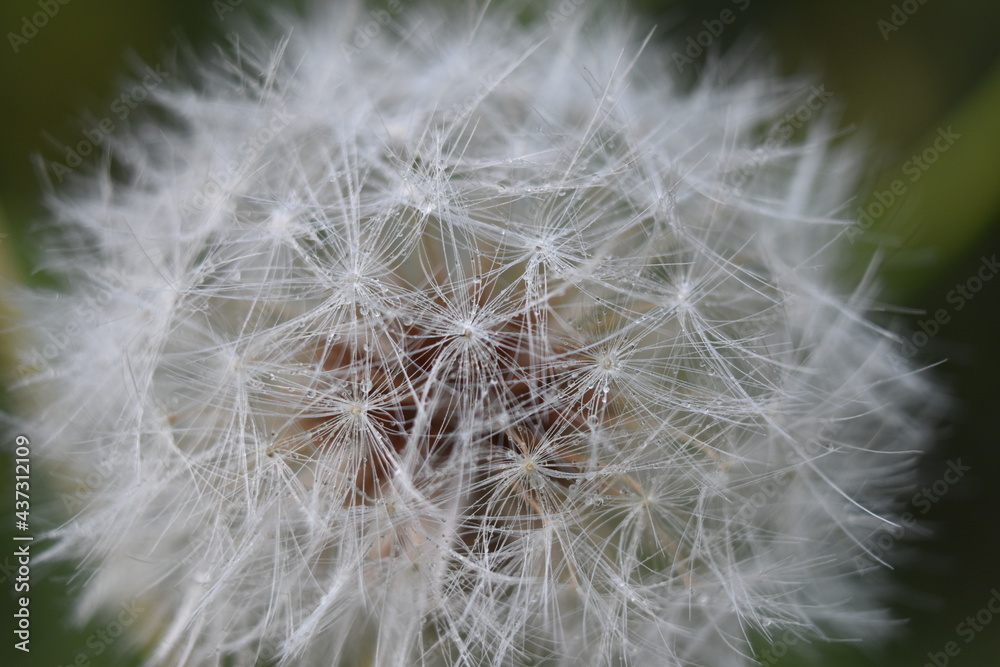 Fototapeta premium dandelion head