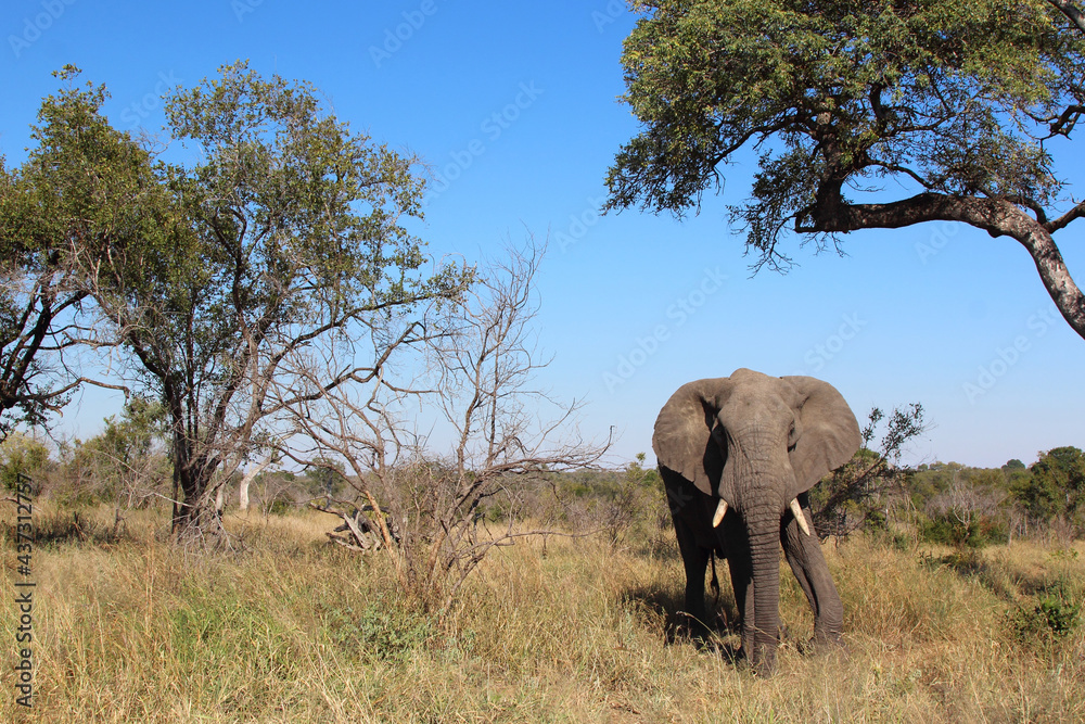 Obraz premium Afrikanischer Elefant / African elephant / Loxodonta africana