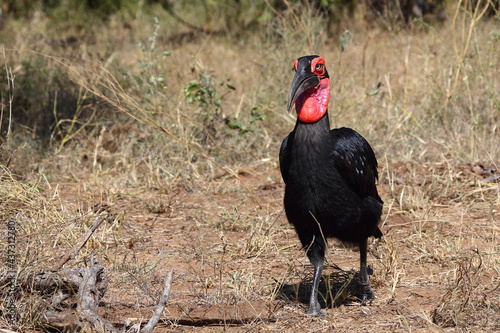 Kaffernhornrabe   Southern ground hornbill   Bucorvus leadbeateri