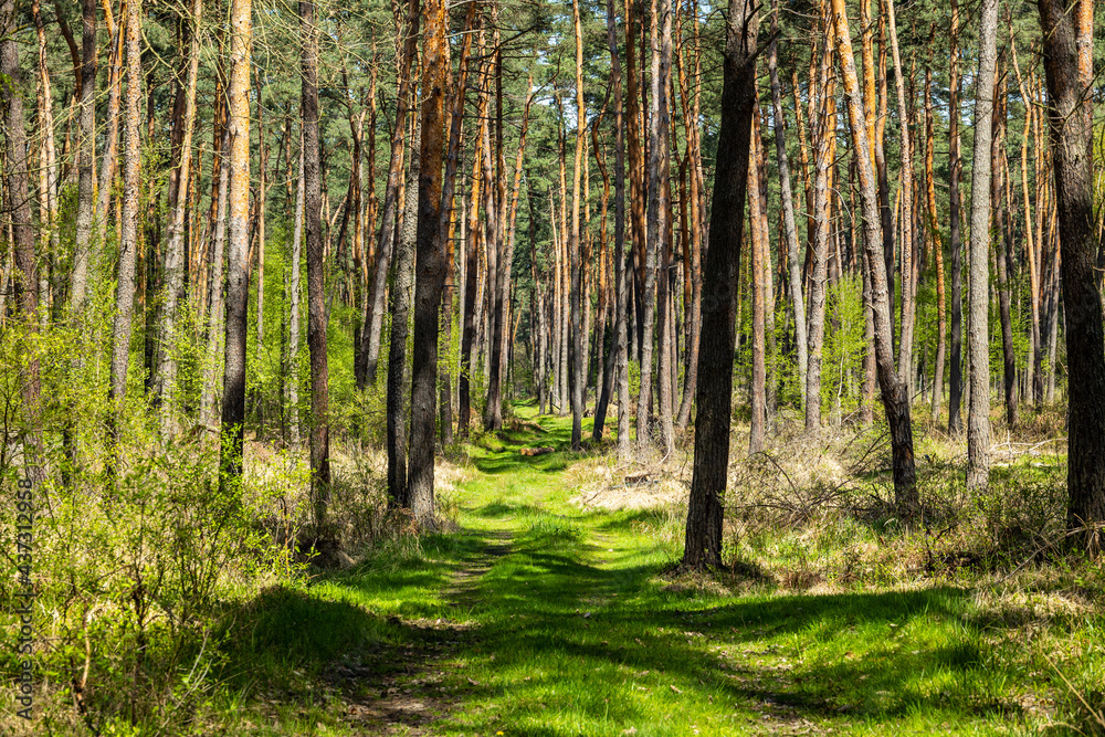 Puszcza Niepolomicka near Krakow, Poland