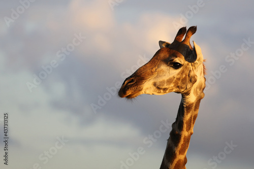 Photography Giraffe / Giraffe / Giraffa camelopardalis