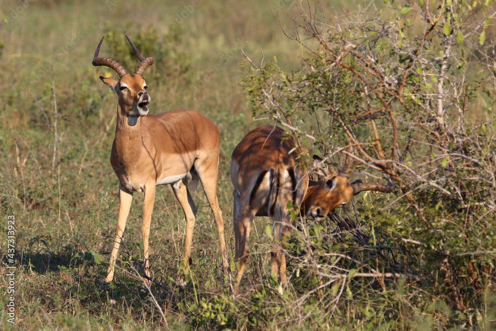 Schwarzfersenantilope / Impala / Aepyceros melampus Schwarzfersenantilope / Impala / Aepyceros melampus