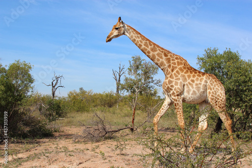 Photography Giraffe / Giraffe / Giraffa camelopardalis