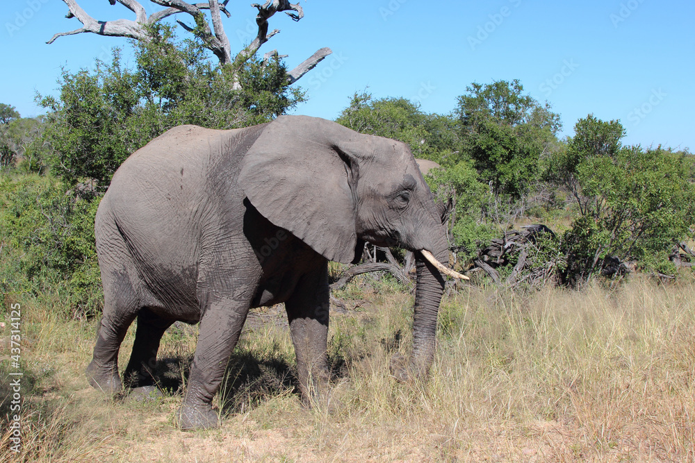 Afrikanischer Elefant / African elephant / Loxodonta africana