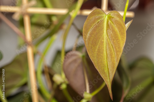 Leaf of Philodendron hederaceum ‘Micans’ when opening, heart-shaped and delicate brown velvety surface. photo