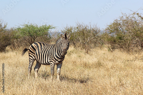 Steppenzebra   Burchell s zebra   Equus burchellii