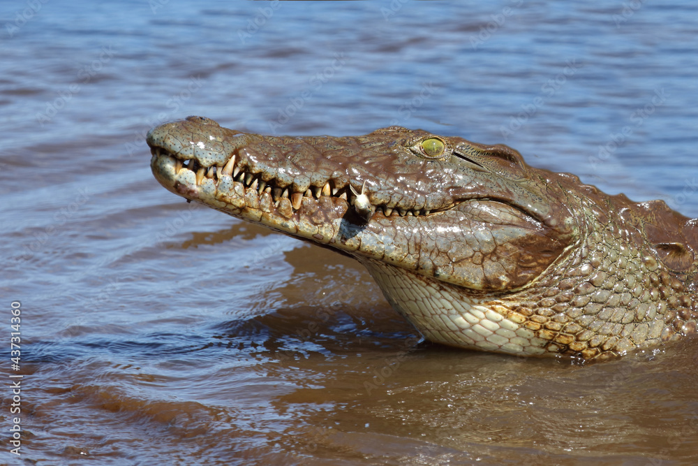 Nilkrokodil / Nile crocodile / Crocodylus niloticus.. Nilkrokodil / Nile crocodile / Crocodylus niloticus..