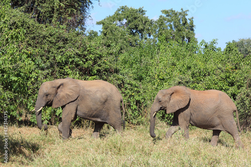 Afrikanischer Elefant   African elephant   Loxodonta africana