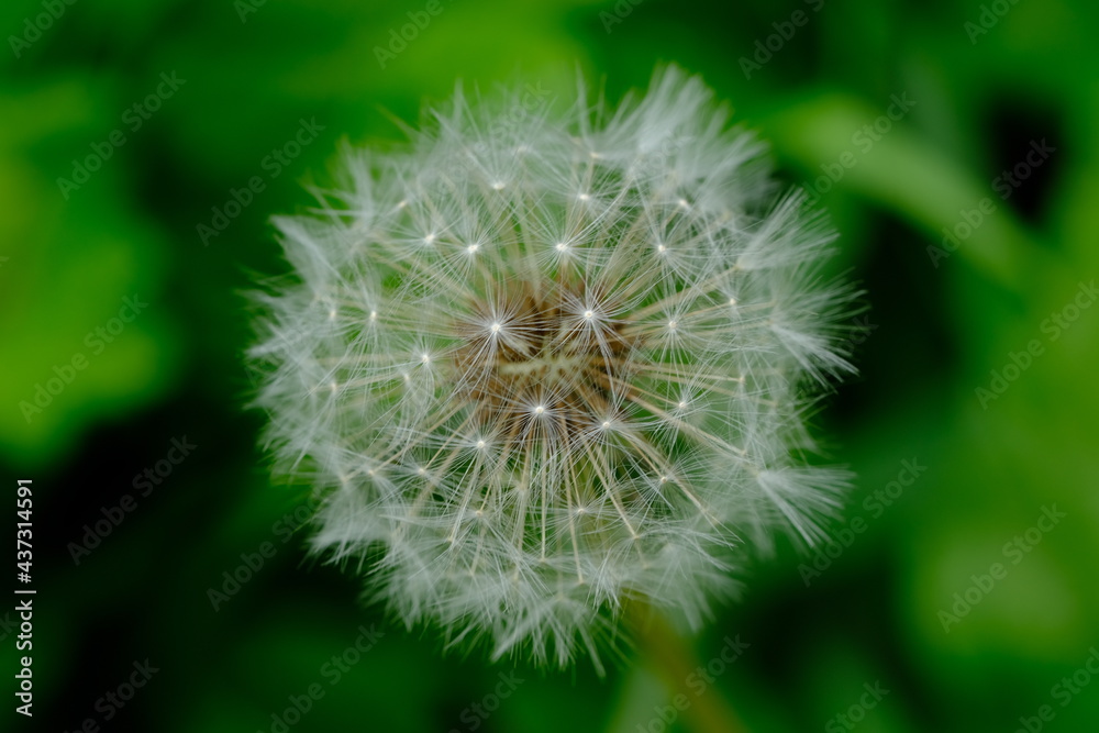 Dandeloin, Taraxacum, is a large genus of flowering plants in the family Asteraceae, which consists of species commonly known as dandelions. Dandeloin, Taraxacum, is a large genus of flowering plants in the family Asteraceae, which consists of species commonly known as dandelions.