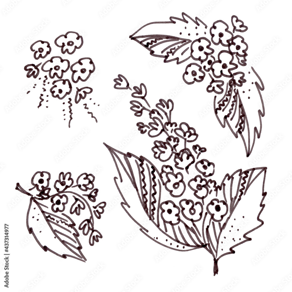 Set of floral elements in the style of line art wedding theme on a white background. Doodle and scribble Bird cherry four Flowers and leafs