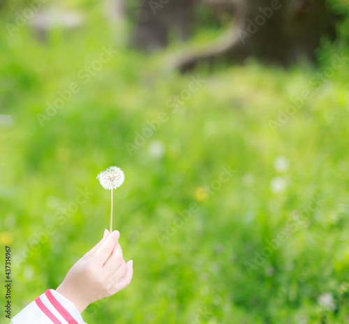 たんぽぽと綿毛