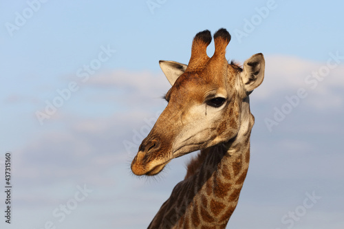 Photography Giraffe / Giraffe / Giraffa camelopardalis