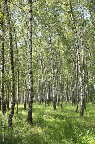 Russian forest  Betula papyrifera  Silver birch forest  Betula pendula   warty birch  European white birch  East Asian white birch