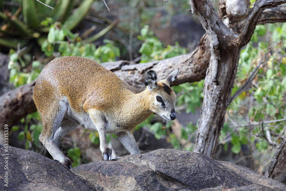 Obraz premium Klippspringer / Klipspringer / Oreotragus oreotragus