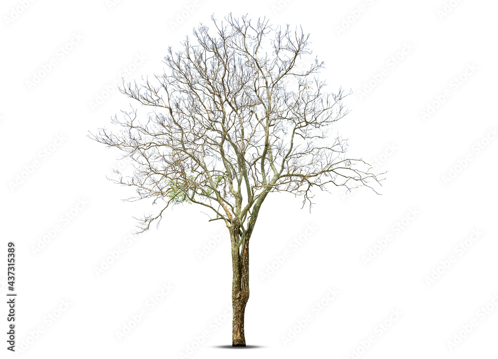 Obraz premium Dead tree isolated on a white background, clipping path.
