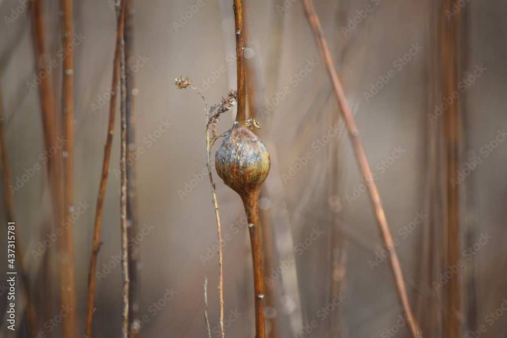 Round Bulb Shape Growing in Weed, Plant Stalk Round Bulb Shape Growing in Weed, Plant Stalk